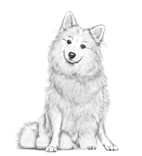 malamute,samoyed,dog drawing,dog illustration,alaskan malamute,greenland dog,canadian eskimo dog,finnish lapphund,northern inuit dog,eurasier,tundra,swedish lapphund,sakhalin husky,icelandic sheepdog,tamaskan dog,husky,american eskimo dog,west siberian laika,dog line art,siberian husky