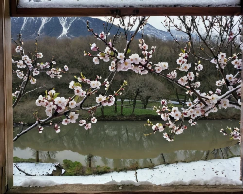 plum blossoms,plum blossom,apricot blossom,almond blossoms,almond blossom,apricot flowers,peach blossom,almond tree,almond trees,blossoming apple tree,winter blooming cherry,spring blossom,cold cherry blossoms,cherry blossom branch,japanese cherry blossom,spring blossoms,blooming tree,the cherry blossoms,japanese cherry blossoms,apple blossom branch,Illustration,Children,Children 01