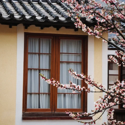 plum blossoms,plum blossom,apricot blossom,window with shutters,apricot flowers,wooden windows,window covering,window treatment,spring blossoms,window valance,window frames,almond blossoms,french windows,window front,hanok,peach blossom,spring blossom,window film,cherry blossom branch,prunus