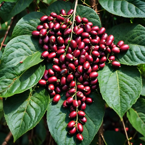 coffee fruits,coffee seeds,coffee beans,arabica,jamaican blue mountain coffee,american pokeweed,roasted coffee beans,coffee plantation,kopi luwak,kona coffee,nicaragua nio,ripe berries,black rowan,kopi tubruk,elder berries,sumatra,java beans,myrica rubra,johannsi berries,red fruits,Photography,General,Fantasy