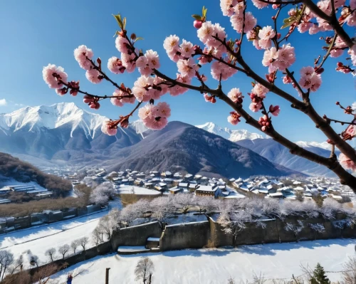 korean village snow,japanese alps,japanese mountains,apricot blossom,plum blossoms,winter blooming cherry,the chubu sangaku national park,bukhansan,fragrant snow sea,plum blossom,spring in japan,cold cherry blossoms,japanese cherry trees,south korea,beautiful japan,japanese cherry blossoms,blooming mountain ash,the valley of flowers,caucasus,yunnan,Unique,Design,Character Design