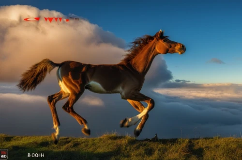 iceland horse,colorful horse,alpha horse,iceland foal,mustang horse,belgian horse,clydesdale,wild horse,horse,dream horse,painted horse,weehl horse,play horse,equine,horse running,a horse,hay horse,neigh,arabian horse,fire horse,Photography,General,Realistic