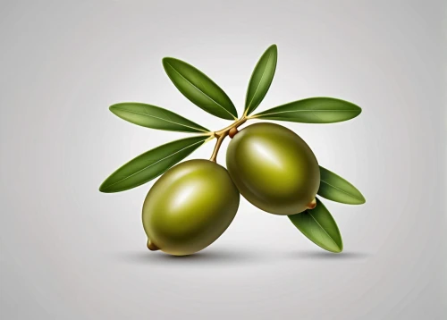 scaphosepalum,jojoba oil,olive branch,olive tree,olive oil,areca nut,olives,bulbous plant,oleaceae,accessory fruit,starfruit plant,green paprika,russian olive,water apple,yellow ball plant,olive family,chestnut with leaf,chestnut leaf,bay leaf,mistletoe berries,Photography,General,Realistic