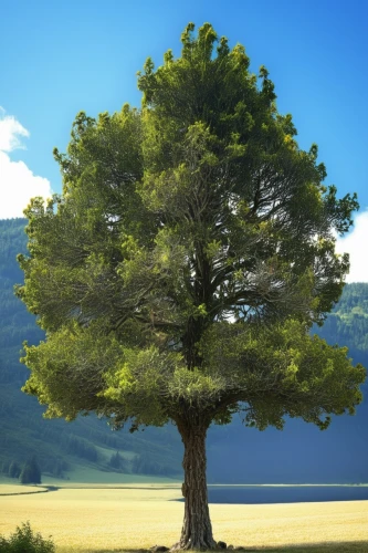 pine tree,pine-tree,isolated tree,lone tree,oregon pine,watercolor pine tree,araucaria,singleleaf pine,spruce tree,larch tree,american pitch pine,the japanese tree,black pine,shortstraw pine,two needle pinyon pine,pine,lodgepole pine,argan tree,white pine,loblolly pine,Photography,General,Realistic