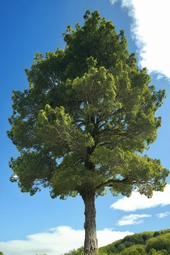 araucaria,argan tree,celtic tree,american pitch pine,californian white oak,flourishing tree,singleleaf pine,loblolly pine,norfolk island pine,the japanese tree,oregon pine,pine-tree,two needle pinyon pine,canarian dragon tree,chilean cedar,oregon white oak,shortstraw pine,hokka tree,a tree,pine tree,Photography,General,Realistic