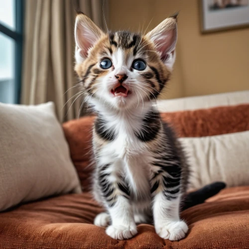 tabby kitten,yawns,yawning,american wirehair,kitten,funny cat,cute cat,pounce,american shorthair,yawn,toyger,long eared,tabby cat,cat tongue,kitten willow,european shorthair,kitten baby,polydactyl cat,meowing,cat image,Photography,General,Realistic