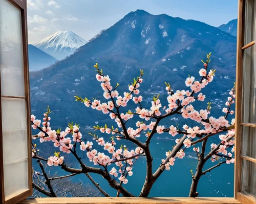 apricot blossom,plum blossoms,japanese cherry blossoms,beautiful japan,japanese cherry trees,japanese floral background,japanese mountains,japanese cherry blossom,almond blossoms,spring in japan,cherry blossom japanese,cherry blossom tree,japanese sakura background,japan landscape,sakura trees,japan's three great night views,plum blossom,window view,apricot flowers,spring blossom,Unique,Design,Sticker