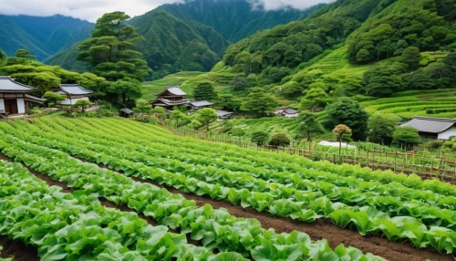 vegetables landscape,vegetable field,yamada's rice fields,kangkong,organic farm,rice terrace,rice fields,chinese cabbage,vegetable garden,stock farming,the valley of flowers,rice field,tea field,permaculture,agricultural,tona organic farm,rice paddies,ricefield,thai herbs,agroculture,Photography,General,Realistic