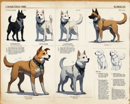 ancient dog breeds,canidae,dog breed,canines,dog pure-breed,german shepards,huskies,giant dog breed,pointing breed,australian cattle dog,canaan dog,west siberian laika,swedish vallhund,east siberian laika,lancashire heeler,color dogs,shiba inu,dog siblings,animal shapes,australian stumpy tail cattle dog,Unique,Design,Character Design