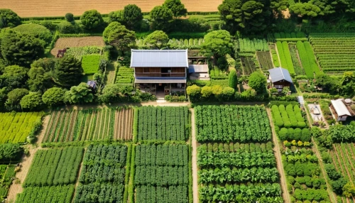 dji agriculture,organic farm,tona organic farm,drone view,agroculture,agricultural,grain field panorama,vegetables landscape,vegetable field,bird's-eye view,farm house,drone image,yamada's rice fields,farm,aerial photography,stock farming,drone photo,dji spark,plant protection drone,farms,Photography,General,Realistic
