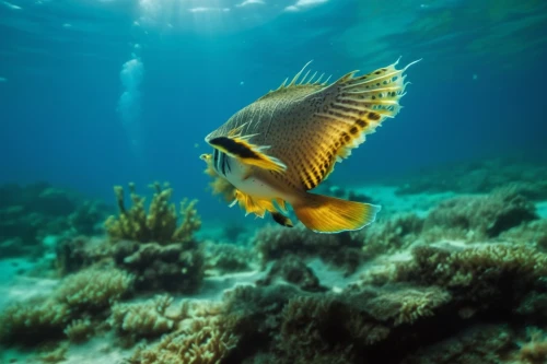 golden angelfish,butterfly fish,coral reef fish,lemon butterflyfish,butterflyfish,angelfish,lemon surgeonfish,trigger fish,alligator sea robin,triggerfish,underwater fish,imperator angelfish,pallet surgeonfish,sea life underwater,wrasse,marine fish,cichlid,parrotfish,blue stripe fish,sea animals,Photography,Artistic Photography,Artistic Photography 01