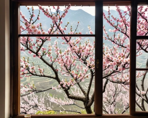 plum blossoms,apricot blossom,sakura blossoms,sakura trees,japanese sakura background,window view,sakura tree,spring blossoms,spring in japan,sakura blossom,spring blossom,bedroom window,almond blossoms,japanese cherry blossoms,plum blossom,japanese cherry blossom,peach blossom,takato cherry blossoms,sakura cherry tree,sakura flowers,Unique,Design,Knolling