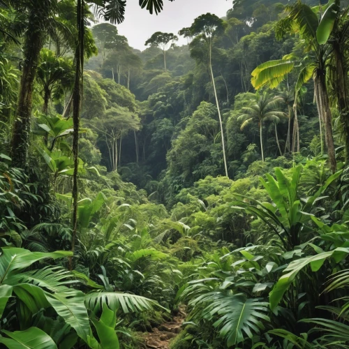 tropical and subtropical coniferous forests,rainforest,tropical jungle,rain forest,costa rica,aaa,tropical greens,valdivian temperate rain forest,green congo,jungle,tropical chichewa,green forest,dominica,dominican republic,sumatran,liberia,tropics,amazonian oils,forests,exotic plants,Photography,General,Realistic