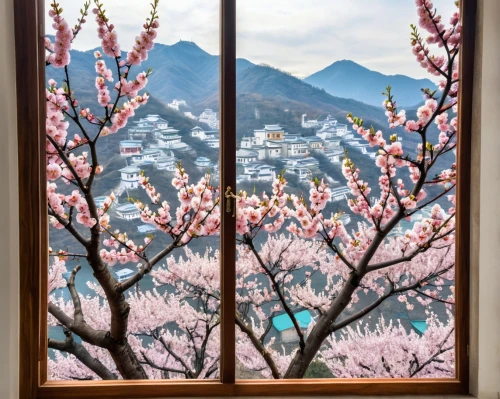 plum blossoms,sakura trees,japanese sakura background,apricot blossom,spring in japan,japanese cherry blossoms,sakura blossoms,japanese cherry trees,sakura tree,sakura blossom,japanese cherry blossom,cherry blossom japanese,sakura cherry tree,plum blossom,apricot flowers,cold cherry blossoms,almond blossoms,takato cherry blossoms,sakura flowers,window view,Unique,Design,Blueprint