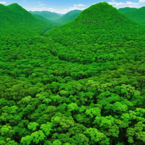 tropical and subtropical coniferous forests,green forest,green congo,aaa,green trees,green landscape,green wallpaper,tree tops,tropical greens,forests,beech mountains,green trees with water,the forests,deciduous forest,valdivian temperate rain forest,treetops,patrol,greenery,japanese mountains,temperate coniferous forest,Illustration,American Style,American Style 02