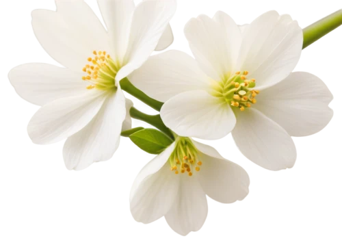 flowers png,wood anemones,snowdrop anemones,wood anemone,white flower cherry,white anemones,white cosmos,white lily,white magnolia,white flower,white floral background,anemone japonica,dogwood flower,white flowers,anemone nemorosa,white plumeria,white blossom,delicate white flower,the white chrysanthemum,flannel flower,Art,Classical Oil Painting,Classical Oil Painting 04