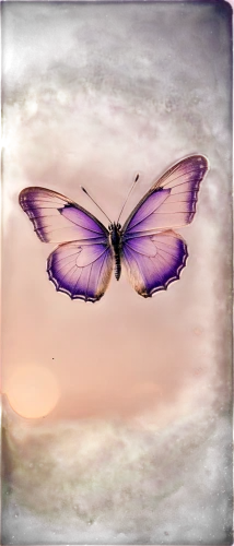 butterfly background,butterfly isolated,blue butterfly background,isolated butterfly,butterfly lilac,sky butterfly,pink butterfly,hesperia (butterfly),butterfly clip art,cupido (butterfly),vintage lavender background,butterfly vector,papillon,willow-herb-hawk-moth,butterfly,aurora butterfly,melanargia,gatekeeper (butterfly),ulysses butterfly,butterfly moth,Photography,Documentary Photography,Documentary Photography 03