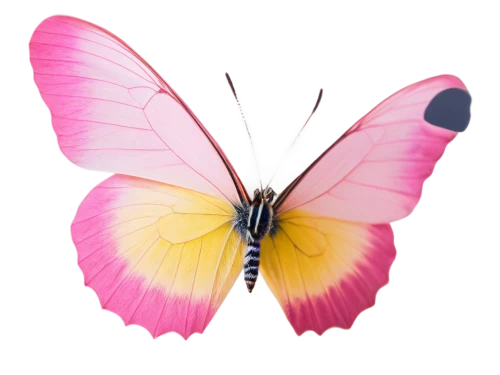 pink butterfly,butterfly vector,butterfly clip art,hesperia (butterfly),limenitis,cupido (butterfly),butterfly background,butterfly moth,flutter,melanargia,butterfly isolated,french butterfly,lepidoptera,butterfly,c butterfly,lepidopterist,isolated butterfly,papillon,vanessa (butterfly),brush-footed butterfly,Art,Artistic Painting,Artistic Painting 38