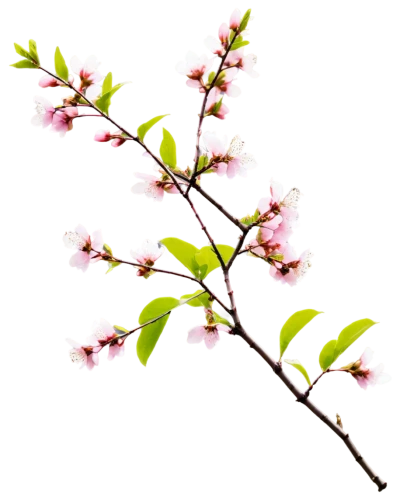 cherry blossom branch,japanese carnation cherry,cherry branches,prunus,japanese cherry,prunus cerasifera,cherry branch,prunus spinosa,ornamental cherry,sakura branch,syzygium,prunus laurocerasus,prunus domestica,apple blossom branch,prunus subhirtella f,syzygium malaccense,flowers png,prunus serrulata,geraniaceae,amelanchier lamarckii,Art,Artistic Painting,Artistic Painting 07