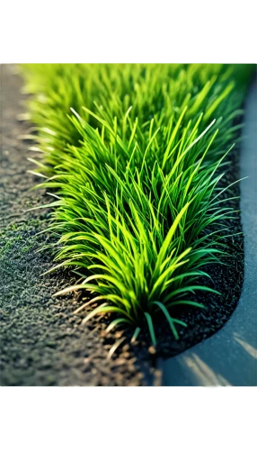 algae,wheatgrass,block of grass,grass,beach grass,wheat grass,charophyta,grass blades,brick grass,blooming grass,dew on grass,grass grasses,pine needle,poaceae,pine needles,feather bristle grass,blade of grass,green grain,grasses,artificial grass,Conceptual Art,Fantasy,Fantasy 02