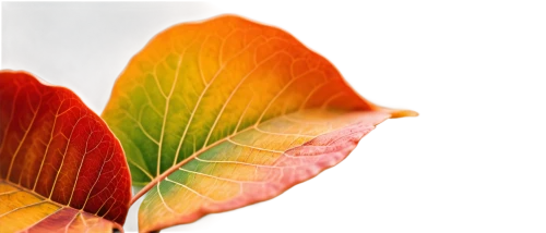 watercolor leaves,colored leaves,colorful leaves,leaf background,beech leaves,autumn leaf paper,spring leaf background,beech leaf,bicolor leaves,watercolor leaf,red leaf,fan leaf,autumn leaf,watercolour leaf,tropical leaf,mandarin leaves,maple leave,foliage coloring,tree leaves,autumnal leaves,Illustration,Black and White,Black and White 32