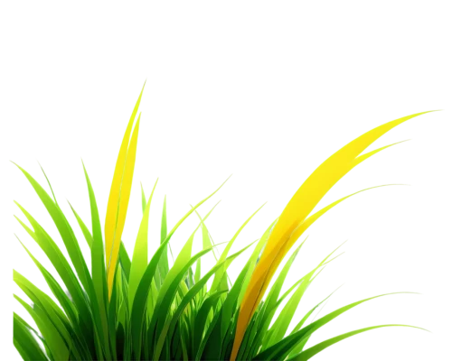 sweet grass plant,grass fronds,yellow nutsedge,citronella,wheat grass,wheatgrass,long grass,grass,ornamental grass,sweet grass,palm tree vector,grass grasses,wheat germ grass,grass lily,yellow grass,feather bristle grass,block of grass,lemongrass,beach grass,blooming grass,Art,Artistic Painting,Artistic Painting 27