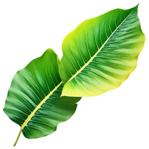 tropical leaf,tropical leaf pattern,jungle leaf,banana leaf,coconut leaf,leaf background,mape leaf,palm leaf,oleaceae,fan leaf,custody leaf,spring leaf background,walnut leaf,foliage leaf,palm leaves,magnolia leaf,green leaf,tree leaf,leaf,monstera,Conceptual Art,Fantasy,Fantasy 05