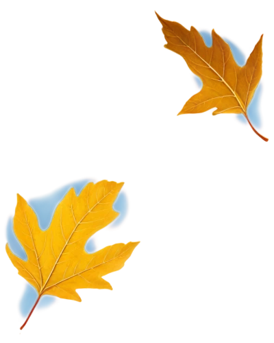 leaf icons,leaf background,maple leave,yellow maple leaf,maple leaf,maple foliage,maple leaves,spring leaf background,autumn leaf paper,oak leaf,oak leaves,leaf branch,fall leaf border,leaf rectangle,leaf border,fallen oak leaf,red maple leaf,fall leaf,leaf drawing,dried leaves,Illustration,Vector,Vector 20