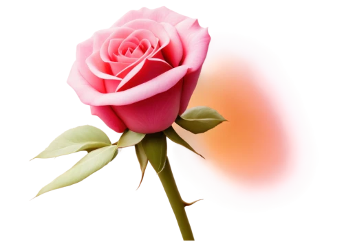 rose png,rose flower illustration,flowers png,pink rose,romantic rose,rose flower,flower rose,bicolored rose,arrow rose,rosa,evergreen rose,yellow rose background,rose,rose bud,valentine clip art,valentine flower,for you,carnation of india,disney rose,rosebud,Illustration,Realistic Fantasy,Realistic Fantasy 28