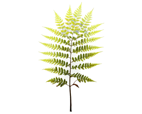 leucaena,leaf fern,fern plant,fern leaf,citronella,motherwort,acacia,japanese mugwort,aesculus,fouquieria splendens,oil-related plant,mugwort,custody leaf,amaranth family,terrestrial plant,palm tree vector,fouquieria,botanical line art,nettle leaves,foliage leaf,Conceptual Art,Graffiti Art,Graffiti Art 04