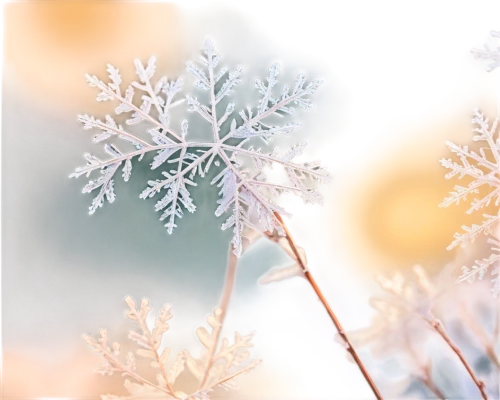 snowflake background,hoarfrost,winter background,frozen morning dew,wintry,ice crystal,winter magic,morning frost,frosted rose hips,heracleum (plant),white snowflake,frost,ice flowers,the first frost,crystalline,frosty weather,winter aster,frosted glass,winter dream,christmas snowy background,Art,Classical Oil Painting,Classical Oil Painting 43