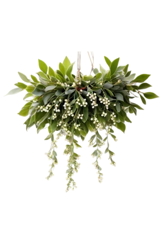 holly wreath,christmas garland,mistletoe berries,fir tree decorations,thai garland,luminous garland,cherry laurel,floral silhouette wreath,christmas wreath,green wreath,art deco wreaths,floral garland,hanging plant,mistletoe,pennant garland,curry leaves,party garland,star jasmine,floral wreath,hanging decoration,Illustration,Black and White,Black and White 19