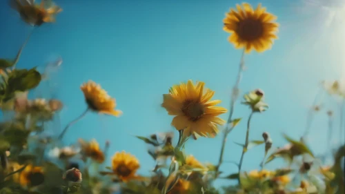 helianthus sunbelievable,helianthus,sun flowers,sunflower field,sun daisies,sunflowers,sunflower lace background,perennials-sun flower,sunburst background,woodland sunflower,sunflower paper,dandelion background,summer meadow,sun flower,flower background,aaa,sunflower,small sun flower,erdsonne flower,blooming field,Photography,General,Cinematic