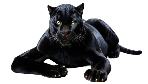 canis panther,panther,pet black,halloween black cat,black cat,felidae,chartreux,head of panther,black shepherd,feral,onyx,zodiac sign leo,rex cat,breed cat,cat vector,wildcat,panthera leo,halloween cat,yellow eyes,animal feline,Photography,Fashion Photography,Fashion Photography 07