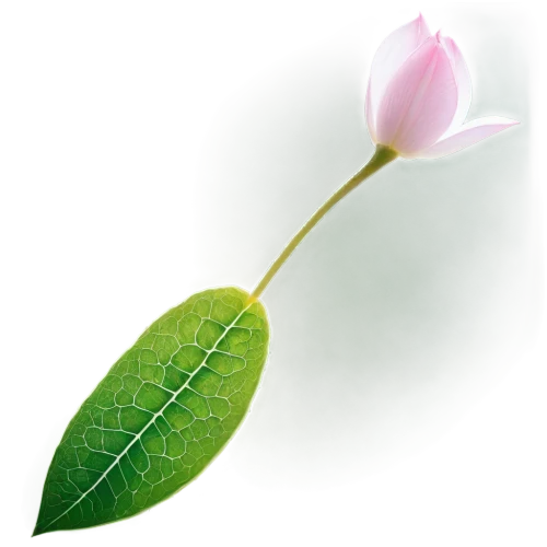 lotus leaf,magnolia leaf,water lily leaf,spring leaf background,flower bud,water lily bud,rose leaf,lotus leaves,flowers png,magnolia × soulangeana,leaf bud,lotus seed pod,anthurium,lotus png,tulip magnolia,chinese magnolia,flower opening,magnoliaceae,magnolia,rose bud,Conceptual Art,Sci-Fi,Sci-Fi 14