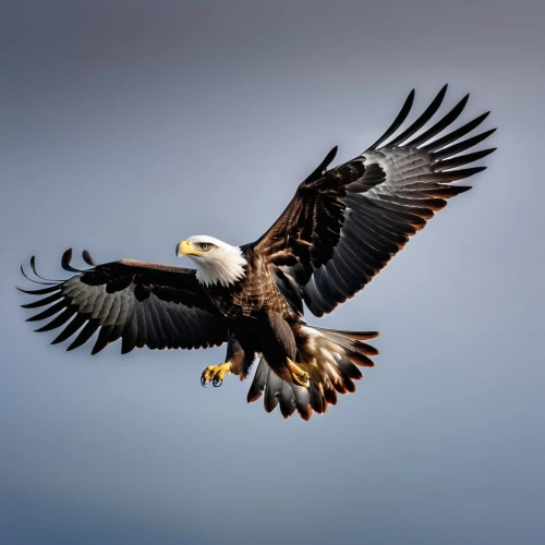 sea eagle,african fishing eagle,bald eagle,american bald eagle,bald eagles,steller's sea eagle,fish eagle,sea head eagle,african fish eagle,of prey eagle,eagle,white tailed eagle,african eagle,white-tailed eagle,giant sea eagle,eagle eastern,sea hawk,eagles,bird in flight,mongolian eagle,Conceptual Art,Daily,Daily 03