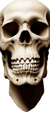 skull sculpture,human skull,skull statue,scull,skull,fetus skull,skull bones,skull illustration,skull mask,mandible,x-ray of the jaw,skeleton,human skeleton,skulls bones,jaw,skull with crown,calavera,babelomurex finchii,bone,skulls,Illustration,Black and White,Black and White 17