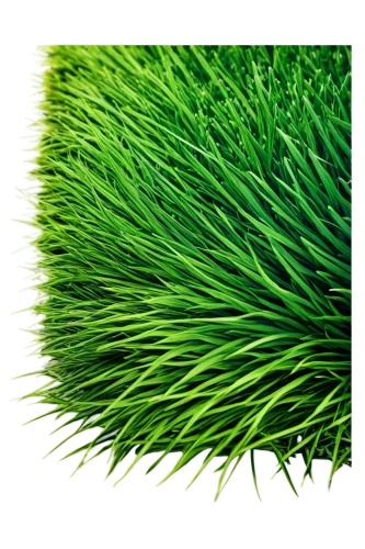 wheatgrass,wheat grass,artificial grass,wheat germ grass,block of grass,quail grass,artificial turf,grass grasses,green grain,grass blades,grass,cleanup,green wheat,halm of grass,brick grass,dad grass,feather bristle grass,grass fronds,sweet grass plant,grass roof,Art,Artistic Painting,Artistic Painting 37