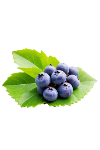 bilberry,blueberries,jamun,blue grapes,grape seed extract,johannsi berries,berry fruit,jewish cherries,purple grapes,damson,goose berries,bayberry,elderberries,berries on yogurt,chokeberry,european plum,blueberry,grape hyancinths,berries,jabuticaba,Art,Artistic Painting,Artistic Painting 35