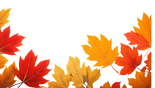 leaf background,autumn background,thanksgiving background,autumn leaf paper,colored leaves,spring leaf background,maple leaves,fall leaf border,maple leaf red,autumnal leaves,maple foliage,autumn pattern,leaves frame,autumn frame,background vector,autumn theme,maple leave,colorful leaves,autumn plaid pattern,fall leaves,Illustration,Black and White,Black and White 13