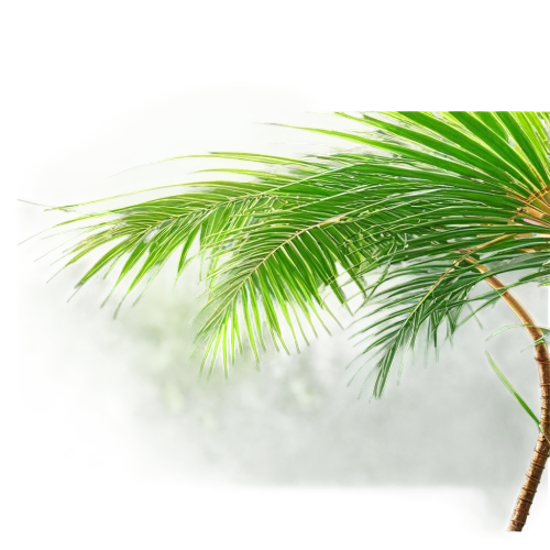 norfolk island pine,pine needles,fir branch,palm tree vector,singleleaf pine,pine tree branch,fir needles,pine needle,fir tree decorations,pine tree,pine-tree,pine branch,canadian fir,nordmann fir,fir-tree branches,chile pine,fir branches,fan palm,pine branches,fir tree ball,Art,Classical Oil Painting,Classical Oil Painting 17