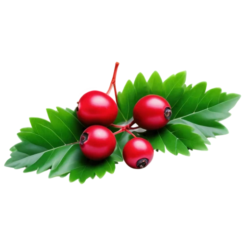 mountain ash berries,cherry branch,red berries,lingonberry,american holly,wild cherry,great cherry,sour cherry,red currant,bladder cherry,holly berries,red currants,cherry plum,holly wreath,rowanberry,rosehip berries,swedish mountain ash,blood currant,rose hip berries,siberian ginseng,Illustration,Retro,Retro 16