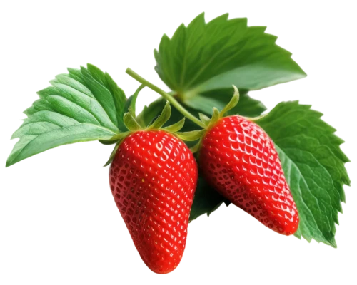 strawberry plant,strawberry ripe,alpine strawberry,strawberry,mock strawberry,west indian raspberry,west indian raspberry ,red strawberry,native raspberry,strawberries,strawberry tree,virginia strawberry,strawberry flower,raspberry leaf,strawberries falcon,berry fruit,nannyberry,mollberry,raspberry,rubus,Illustration,Paper based,Paper Based 17