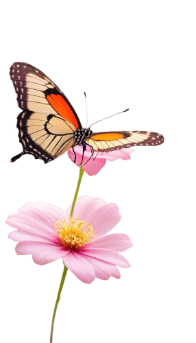 butterfly clip art,butterfly vector,butterfly background,butterfly on a flower,pink butterfly,flower and bird illustration,flowers png,flower illustrative,butterfly floral,cupido (butterfly),butterfly isolated,flower illustration,isolated butterfly,butterfly,pollinator,flower nectar,flower background,wood daisy background,passion butterfly,flutter,Photography,Documentary Photography,Documentary Photography 31