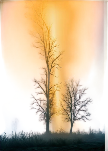 watercolor tree,watercolor pine tree,birch tree background,birch tree illustration,bare trees,trees with stitching,deciduous tree,deciduous trees,halloween bare trees,ash-maple trees,burning tree trunk,poplar tree,isolated tree,tree thoughtless,cardstock tree,bare tree,tree silhouette,larch trees,digiscrap,lone tree,Conceptual Art,Daily,Daily 32