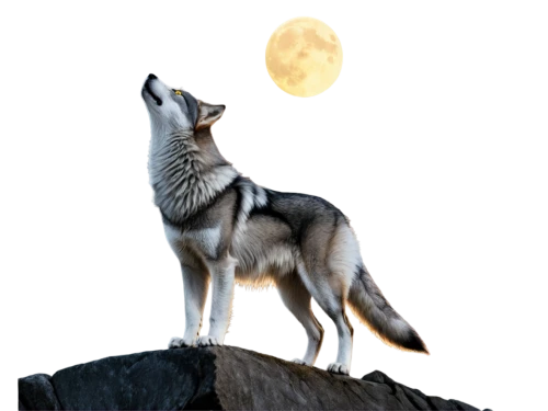 howling wolf,european wolf,wolfdog,full moon,czechoslovakian wolfdog,howl,saarloos wolfdog,northern inuit dog,gray wolf,wolf,super moon,tamaskan dog,constellation wolf,full moon day,wolves,wolf bob,werewolves,canis lupus,big moon,malamute,Photography,Black and white photography,Black and White Photography 02