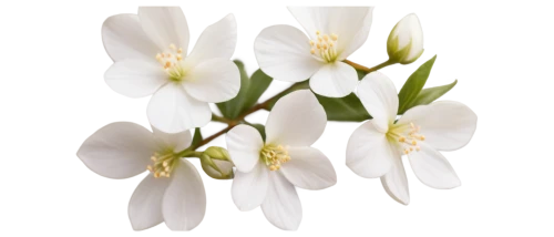 flowers png,white magnolia,white flower cherry,snowdrop anemones,jasminum sambac,dogwood flower,white plumeria,white lily,sego lily,magnoliengewaechs,jasminum,easter lilies,mock orange,yulan magnolia,avalanche lily,star magnolia,wood anemones,ornithogalum umbellatum,magnolia,flowering dogwood,Illustration,Realistic Fantasy,Realistic Fantasy 24