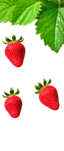 strawberries,strawberry plant,strawberry,raspberry leaf,strawberry tree,mock strawberry,strawberry ripe,alpine strawberry,berries,red strawberry,many berries,mollberry,native raspberry,nannyberry,west indian raspberry ,west indian raspberry,fruits plants,berry fruit,pome fruit family,strawberries falcon,Art,Classical Oil Painting,Classical Oil Painting 34