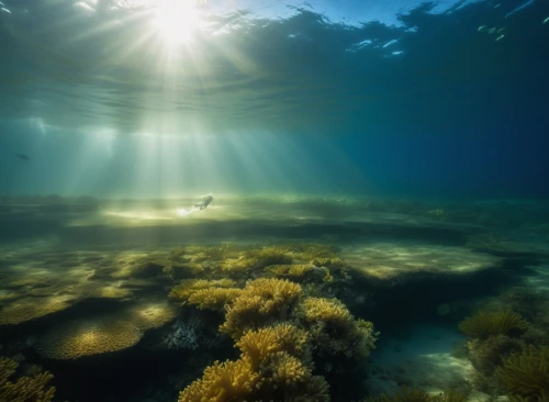 underwater landscape,ocean underwater,coral reefs,great barrier reef,underwater background,submerged,sea life underwater,under water,shallows,underwater oasis,underwater world,coral reef,underwater,ocean floor,freediving,undersea,stony coral,seabed,duiker island,lembeh,Photography,Artistic Photography,Artistic Photography 01