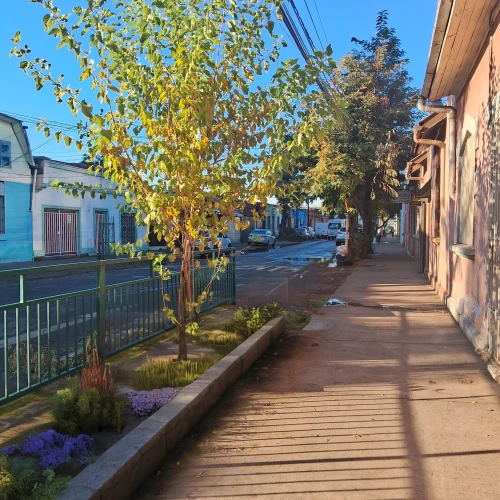 old linden alley,punta arenas,puerto natales,birch alley,street view,the street,autumn morning,one autumn afternoon,village street,puerto varas,street,valparaiso,greystreet,moc chau hill,osorno,sidewalk,autumn light,the block of the street,street scene,alley